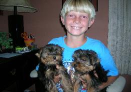 teacup Yorkie puppies for sale