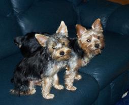 two male Yorkies in Orlando