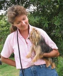 Tuffy, Yorkshire Terrier stud