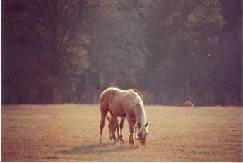 Tennessee Walking Horses on our farm