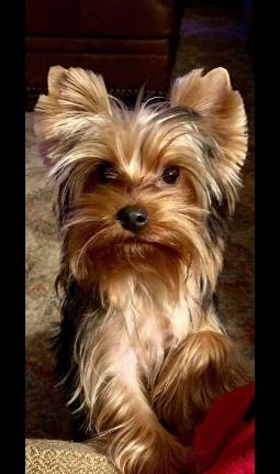 small yorkies for sale