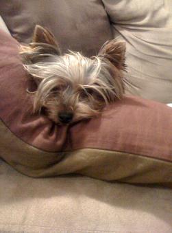 teacup Yorkie puppy